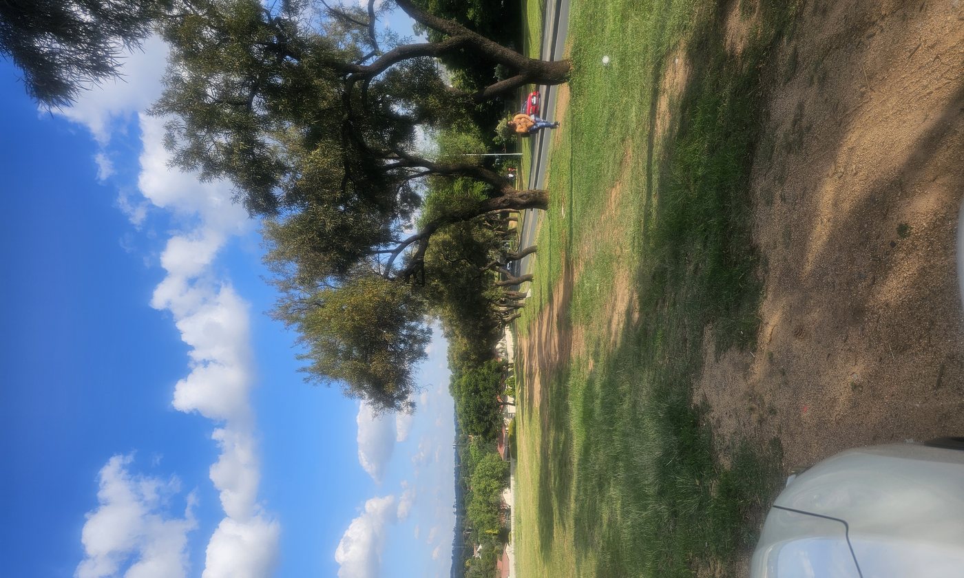 Tree-lined streets of Lonehill, Sandton
